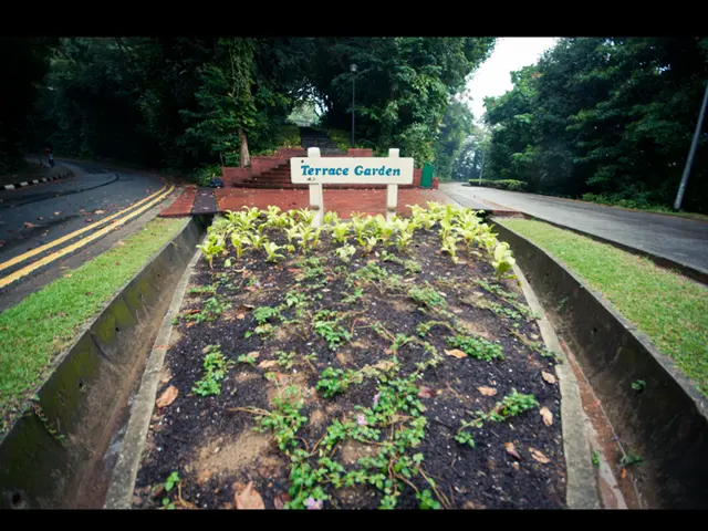 Exploring Ruffled Up: An Overview